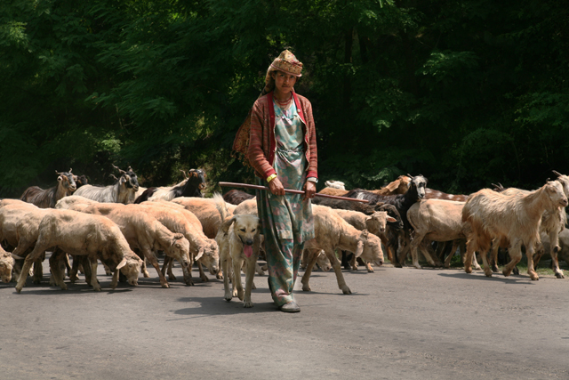 Gipsy, popoli nomadi. Pahalgam, Kashmir. Ph. Angelo Redaelli