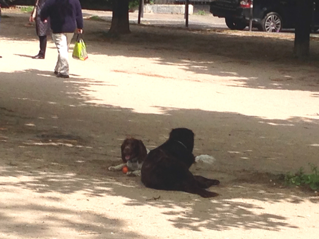 Champs de Mars, luogo di incontro di persone e … animali 