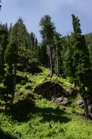 Gulmarg, Kashmir. Ph. Angelo Redaelli