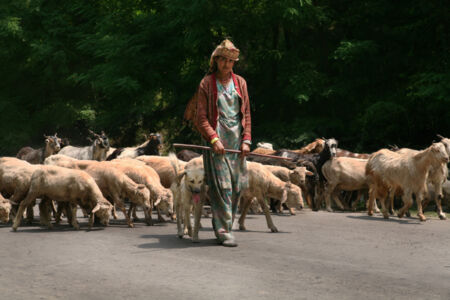 Gipsy, popoli nomadi. Pahalgam, Kashmir. Ph. Angelo Redaelli