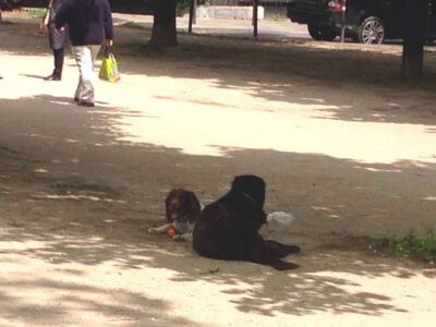 Champs de Mars, luogo di incontro di persone e … animali 