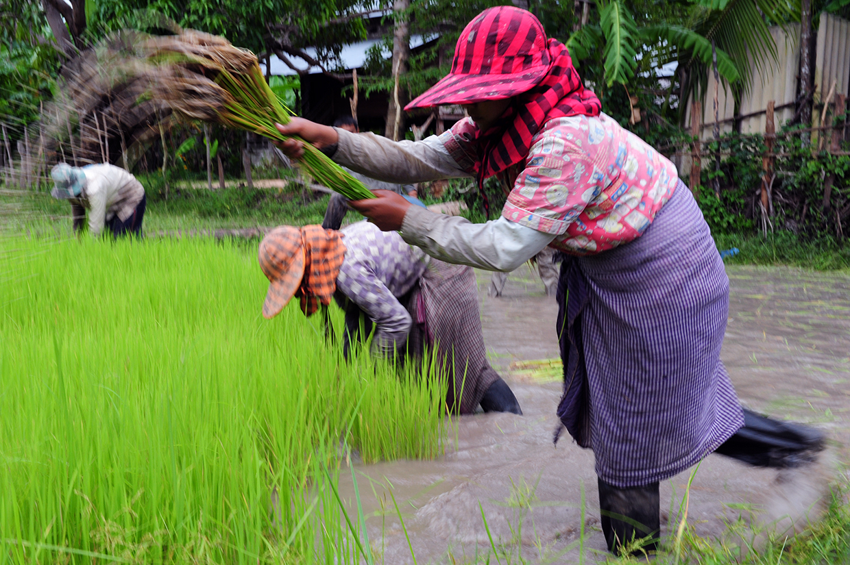 Cambodia Rice Farms Ph. Silvia Dogliani©