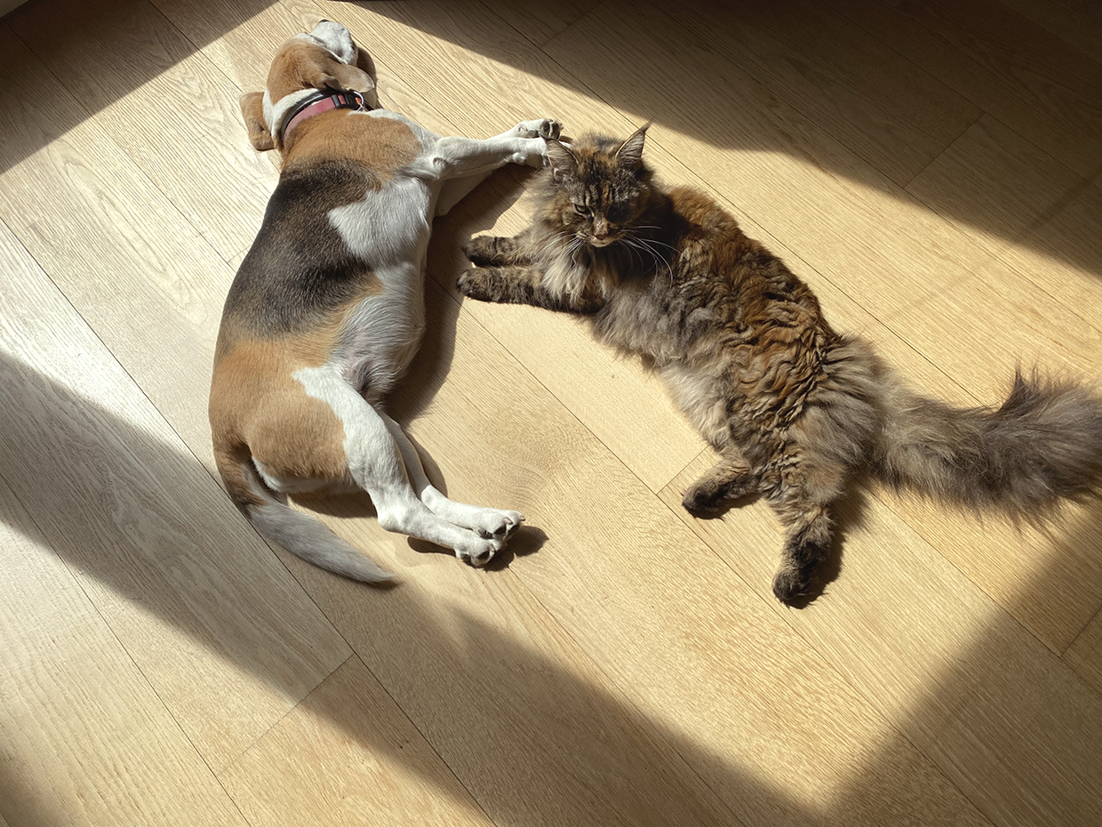 Cane Gatto Ph. Silvia Dogliani 1240img 7116